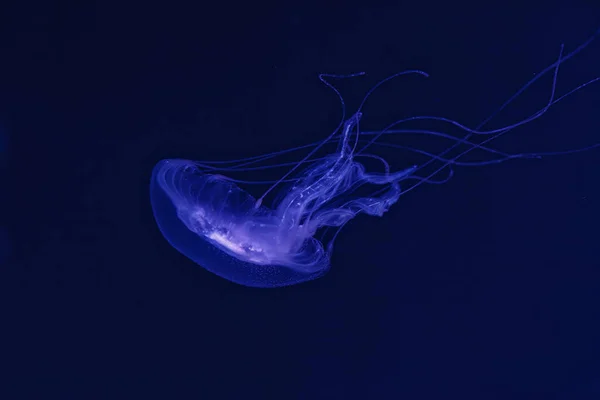 Rodaje Submarino Hermosa Medusa Amakusa Pequeña Sanderia Malayensis Cerca — Foto de Stock