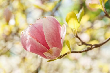 Güzel manolyalar mavi gökyüzüne karşı çiçek açarlar.