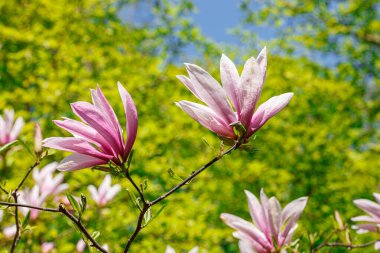 Güzel manolyalar mavi gökyüzüne karşı çiçek açarlar.