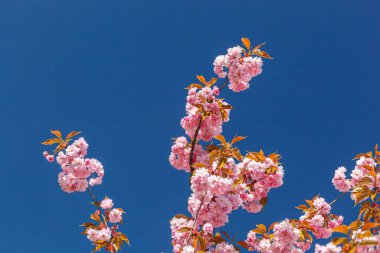 Sakura çiçeği, sakura dalları mavi gökyüzüne yakın çekim.