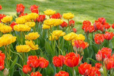 Lale çiçeği, güzel lale tarlası. Yakın plan.