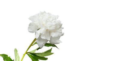 Beyaz arka planda güzel şakayıklar. Yakın plan.