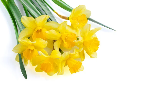 Piękne Żółte Kwiaty Żonkile Białym Tle Zbliżenie — Zdjęcie stockowe