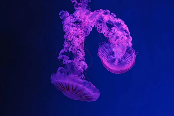 아름다운 Chrysaora Hysoscella 가까이 — 스톡 사진