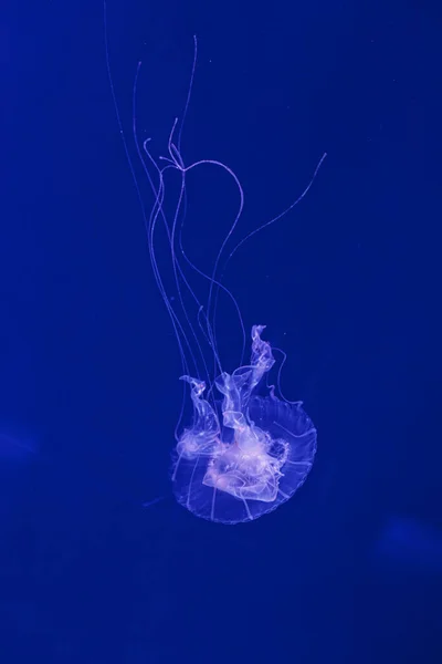 Rodaje Submarino Hermosa Medusa Amakusa Pequeña Sanderia Malayensis Cerca — Foto de Stock