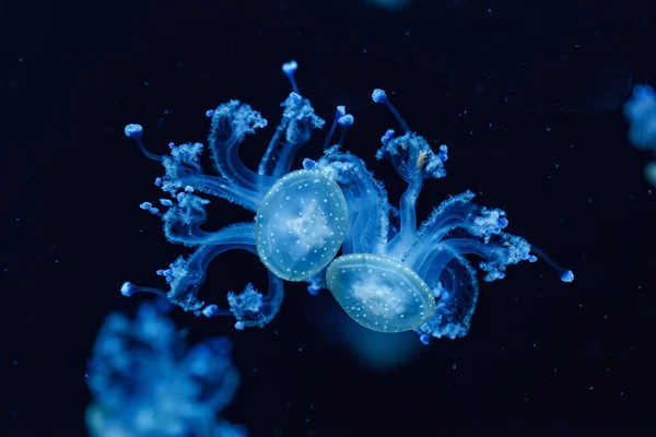Inyección Submarina Una Hermosa Medusa Manchada Australiana Cerca — Foto de Stock