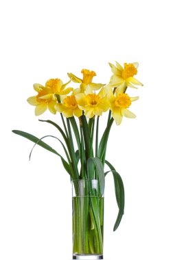 Güzel sarı çiçekler, yakın plan beyaz bir vazoda nergisler.