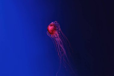 Shooting macro Chrysaora pacifica underwater close up