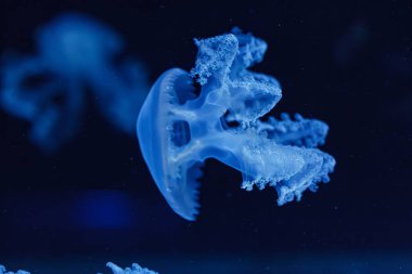 Denizanası / Lychnorhiza Lucerna 'nın su altı çekimi. Yaklaş.