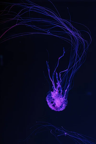 Podwodne Ujęcie Pięknej Chrysaora Quinquecirha Zbliżenie — Zdjęcie stockowe