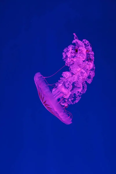 Underwater Shooting Beautiful Chrysaora Hysoscella Close — Stock Photo, Image