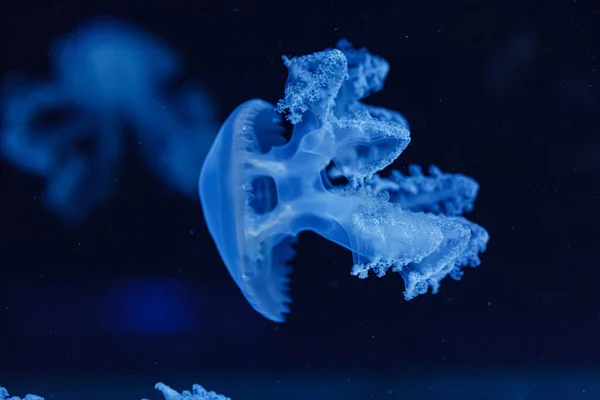 Chupito Submarino Hermosas Medusas Mármol Lychnorhiza Lucerna Cerca — Foto de Stock