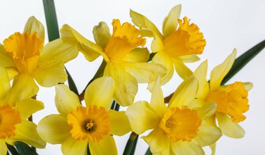 Güzel sarı çiçekler, yakın plan beyaz bir vazoda nergisler.