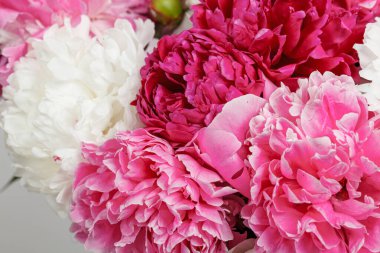 Beyaz arka planda güzel şakayıklar. Yakın plan.