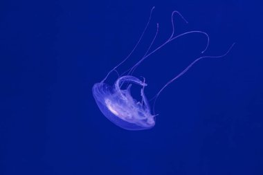 Güzel Amakusa Denizanası 'nın sualtı çekimi küçük (Sanderia Malayensis) yakın çekim