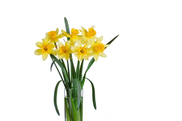 漂亮的黄花水仙花在一个花瓶的白色背景特写 — 图库照片