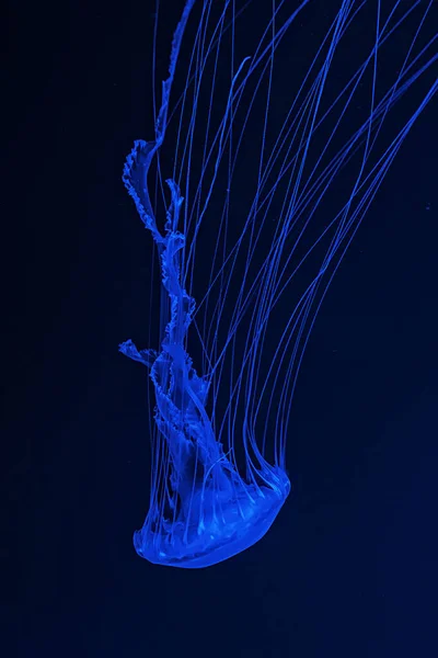Macro Tiro Chrysaora Quinquecirrha Subaquático Perto — Fotografia de Stock