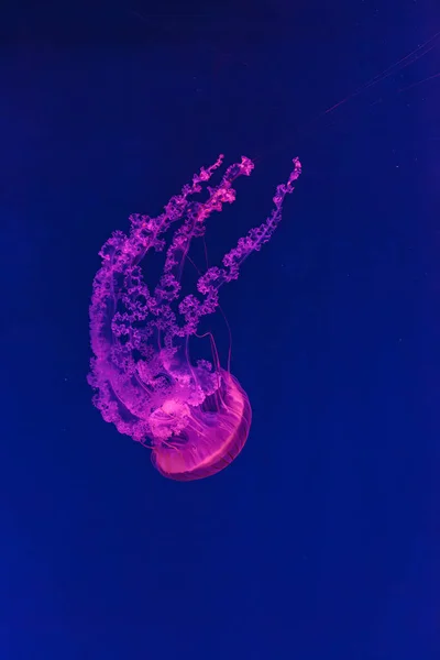 Підводні Зйомки Красивої Хісоскопи Chrysaora Крупним Планом — стокове фото