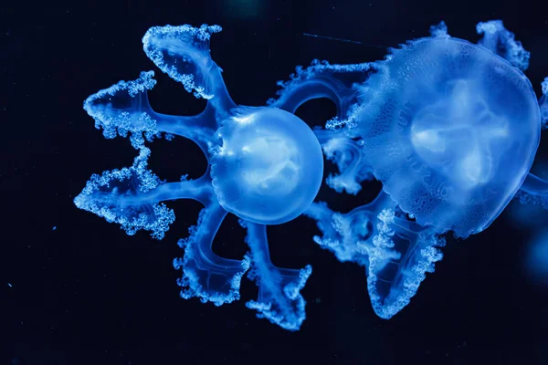 Chupito Submarino Hermosas Medusas Mármol Lychnorhiza Lucerna Cerca — Foto de Stock