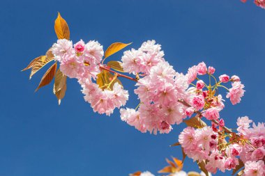 Sakura çiçeği, sakura dalları mavi gökyüzüne yakın çekim.