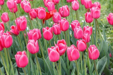 Lale çiçeği, güzel lale tarlası. Yakın plan.