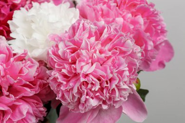 Beyaz arka planda güzel şakayıklar. Yakın plan.