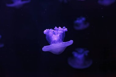 Güzel Cotylorhiza tüberkülata 'nın sualtı çekimlerini yakından takip edin.