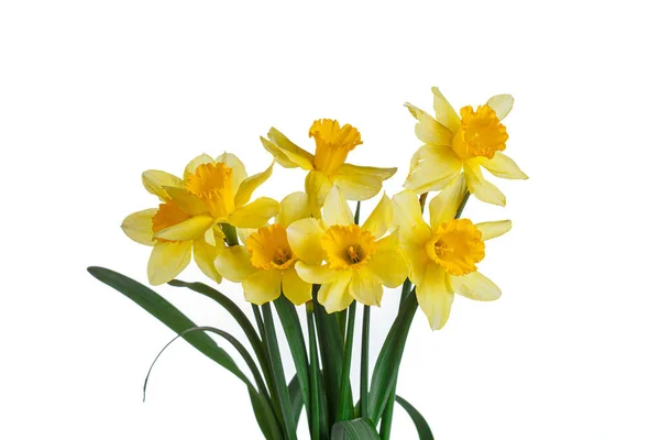 Piękne Żółte Kwiaty Żonkile Wazonie Białym Tle Zbliżenie — Zdjęcie stockowe
