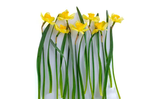 Belas Flores Amarelas Narcisos Fundo Branco Close — Fotografia de Stock