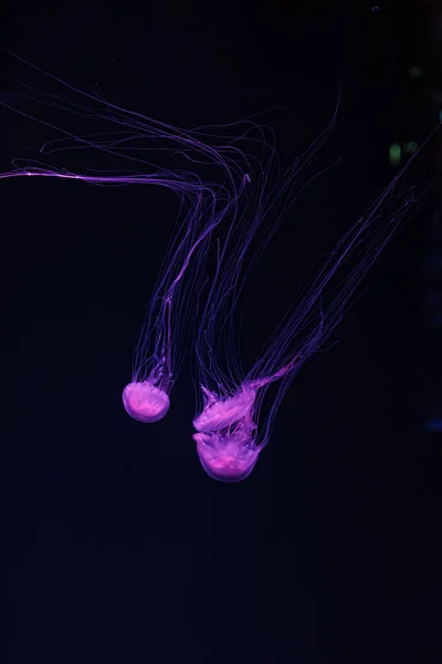 아름다운 Chrysaora Quinquecirha 사진닫기 — 스톡 사진