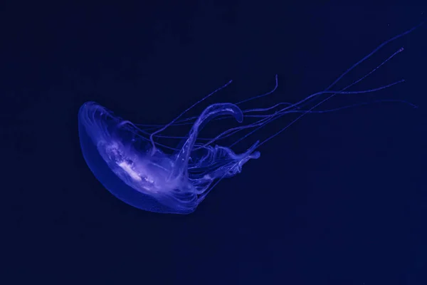 Υποβρύχια Γυρίσματα Της Όμορφης Amakusa Jellyfish Μικρό Sanderia Malayensis Κοντά — Φωτογραφία Αρχείου