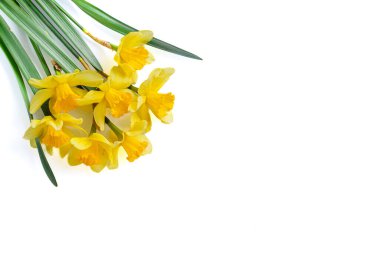 Güzel sarı çiçekler, beyaz arka planda nergisler.