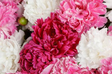 Beyaz arka planda güzel şakayıklar. Yakın plan.