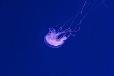 Güzel Amakusa Denizanası 'nın sualtı çekimi küçük (Sanderia Malayensis) yakın çekim