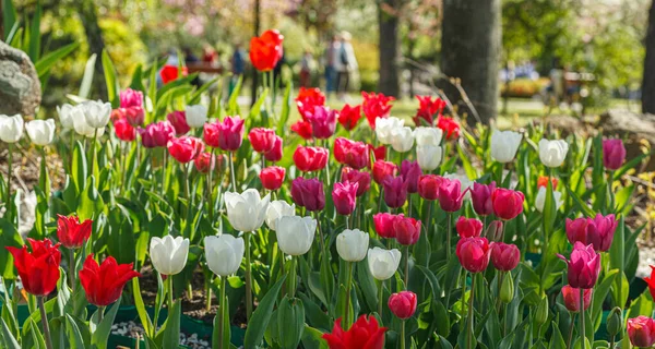 Тюльпан Цвіте Красиве Поле Тюльпанів Крупним Планом — стокове фото