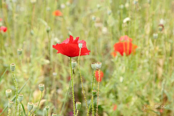 Vackra Röda Vallmo Blommande Närbild — Stockfoto
