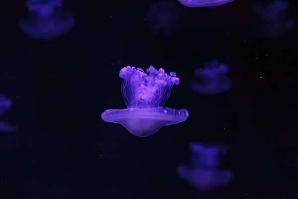 Unterwasseraufnahmen Schöner Cotylorhiza Tuberculata Aus Nächster Nähe — Stockfoto