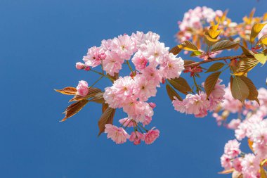 Sakura çiçeği, sakura dalları mavi gökyüzüne yakın çekim.