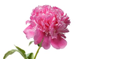 Beyaz arka planda vazoda güzel şakayıklar.