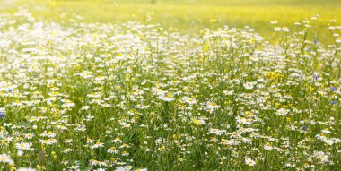 Güzel papatya ve kır çiçekleriyle dolu yaz tarlaları kapanıyor.
