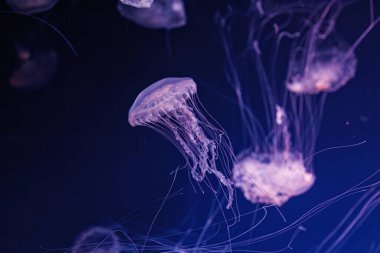 Güzel Chrysaora lactea 'nın sualtı çekimi. Yakın çekim.