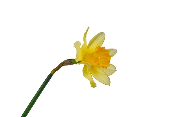 Красиві Жовті Квіти Нарциси Вазі Білому Тлі Крупним Планом — стокове фото