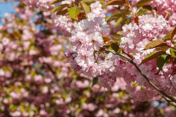 Sakura Blossom Sakura Branches Blue Sky Close — Stock Photo, Image