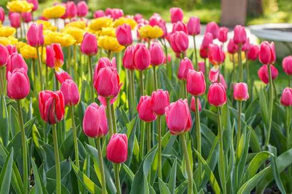 stock image tulip bloom, beautiful field of tulips close-up