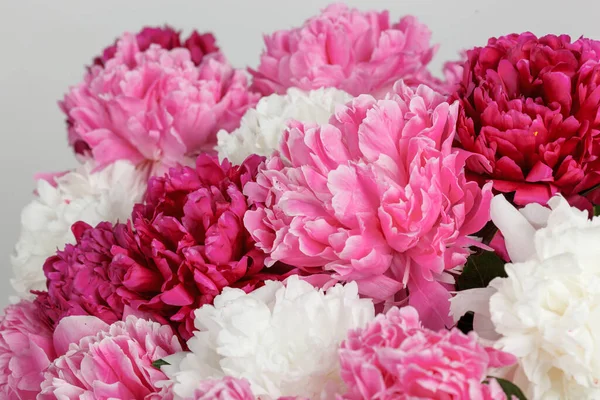 beautiful peonies on a white background close-up