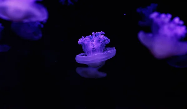 Подводная Съемка Красивой Cotylorhiza Tuberculata Вблизи — стоковое фото