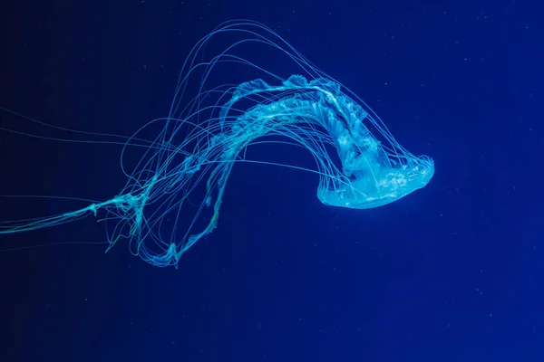 在水下拍摄美丽的克里索拉五棘鱼特写 — 图库照片