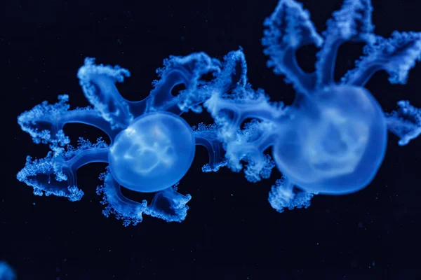 Podvodní Záběr Krásné Mramorované Medúzy Lychnorhiza Lucerna Zblízka — Stock fotografie