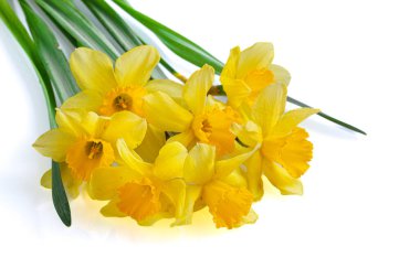 Güzel sarı çiçekler, beyaz arka planda nergisler.