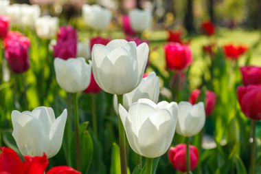 Lale çiçeği, güzel lale tarlası. Yakın plan.